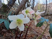 40 Helleborus niger (Ellebori) in piena fioritura